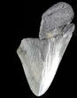 Partial, Serrated, Fossil Megalodon Tooth #52990-1